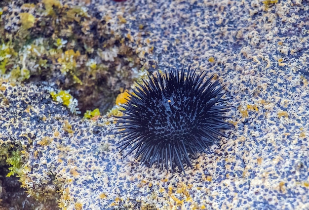 Photo arbacia lixula sea urchin on tunisia's shore