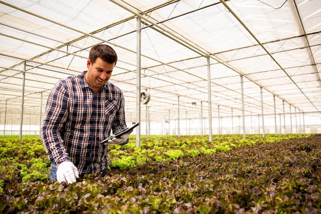 Arbeider die de kwaliteit van de salade controleert. Organische landbouw