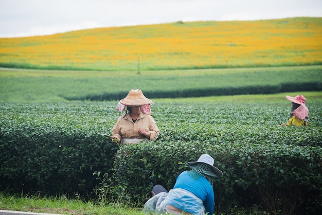 Arbeidersvrouw die groene thee in het theelandbouwbedrijf oogsten