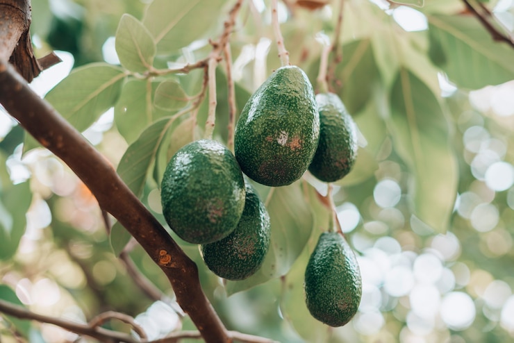 what is kiwi farms