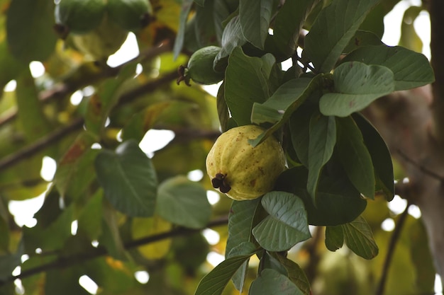 사진 멕시코 과이아보 나무 (arbol de guayabo mexicano)