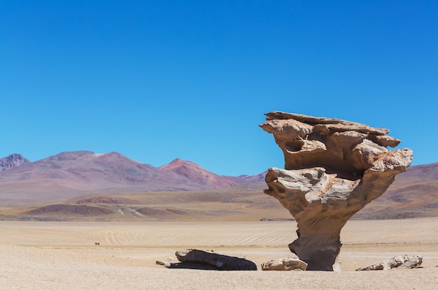 Arbol de Piedra