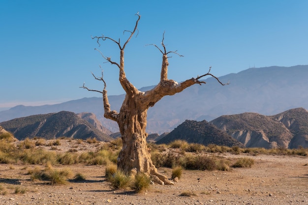 Arbol del Infortunio near the Tabernas desert canyon, AlmerÃÂÃÂ­a province, Andalusia. On a trek in the Rambla del Infierno