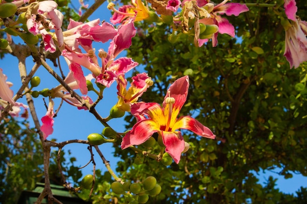 arbol y flores de Ceiba speciosa 오 팔로 보라초