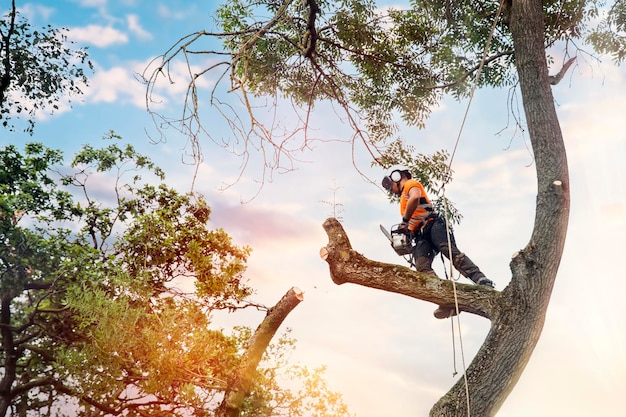 Photo arborist climbing up the tree and cutting branches off with small petrol chainsaw