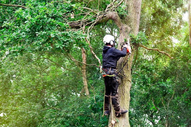 Arborist cutting down tree with petrol chainsaw