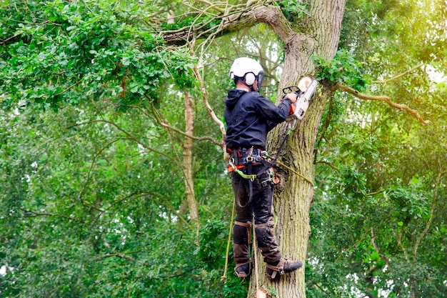 Arborist cutting down tree with petrol chainsaw