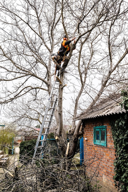 Arborist saws branches of old tree at backyard