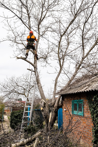 Arborist는 뒷마당에서 높은 오래된 호두 나무를 톱질합니다.