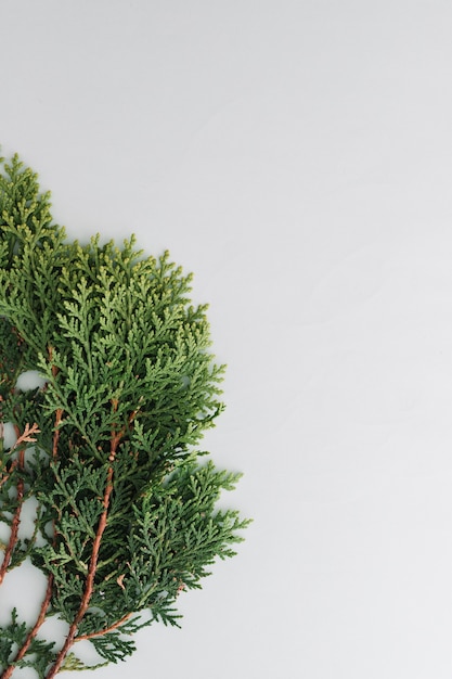 Photo arborvitae leaves on a white background