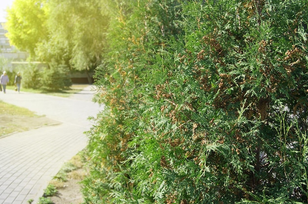 Arborvitae 나무는 화창한 여름날 길을 따라 도시 공원에서 자랍니다.