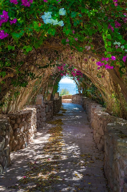 Arch alley in Summer garden. Beautiful footpath in the garden. Walk way with colorful flowers and trees background. Beautiful path leading to the sea. summer background. vertical