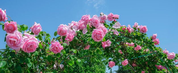 Photo arch of beautiful blossom pink roses flower against blue sky at sunny summer day gardening floristry landscaping concept wedding design