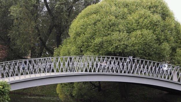 Foto ponte ad arco nella foresta