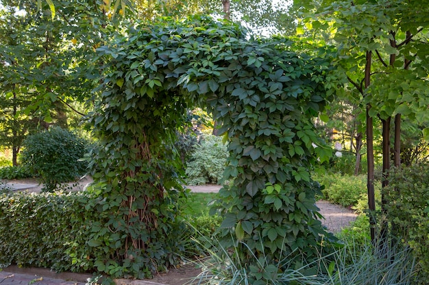 Arch of climbing green plants in a landscape park