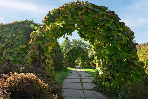 キエフ市の植物園の葉のアーチ