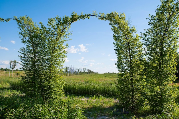 An arch made of decorative living trees