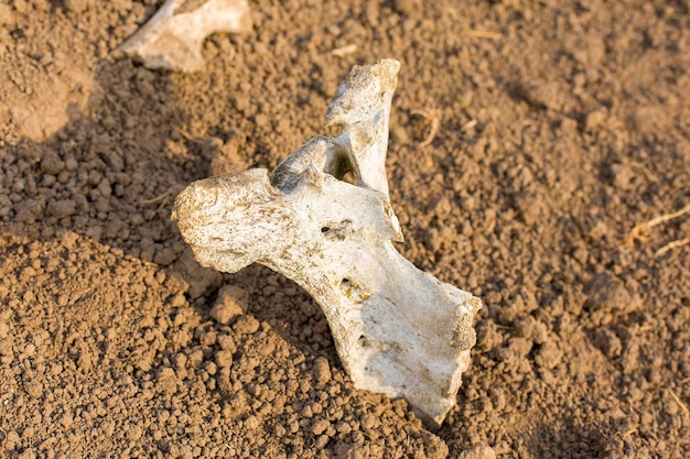 Archaeological excavations, remains of the settlement, the scythians fossils