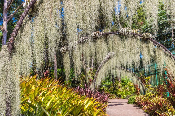 Photo arches with lichen 