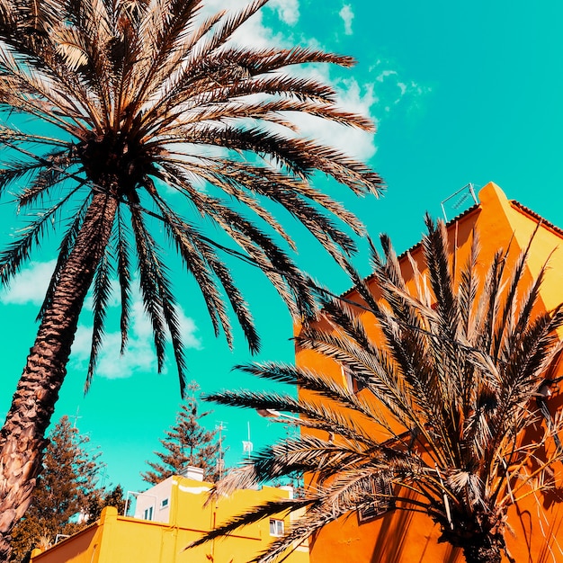 Architecture and palm. Canary Islands. Travel concept idea