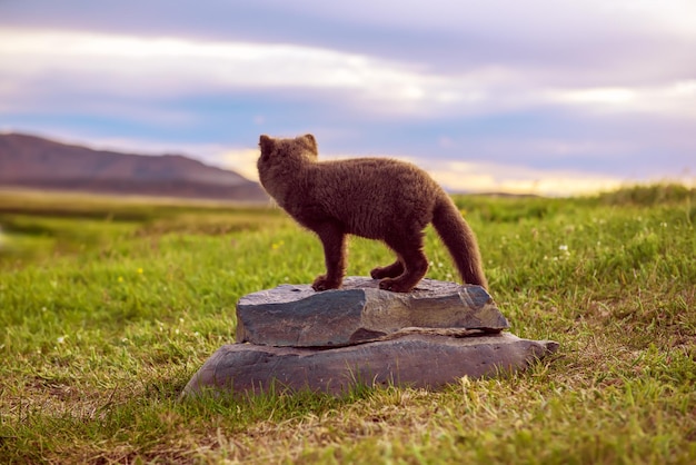 Arctic fox cub