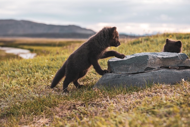 Arctic fox cub