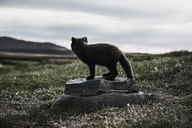 Arctic Fox Cub