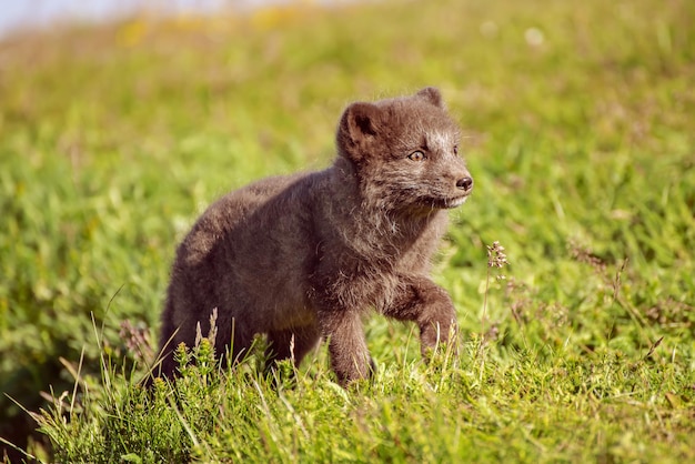 Arctic fox cub