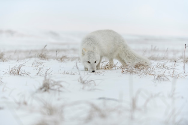 겨울 시간에 시베리아 툰드라의 북극 여우.