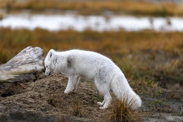 野生のツンドラに生息するホッキョクギツネ（vulpes lagopus）。ビーチの北極キツネ。