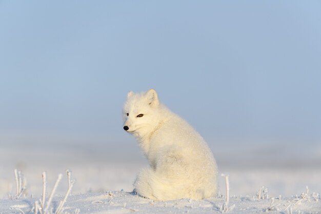 사진 와일드 툰드라의 북극 여우 (vulpes lagopus). 북극 여우 앉아.