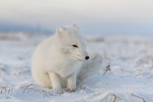 Фото Песец (vulpes lagopus) зимой в сибирской тундре с промышленным фоном.