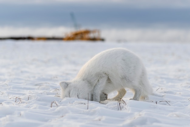 写真 産業背景を持つシベリアのツンドラの冬時間のホッキョクギツネ（vulpes lagopus）。