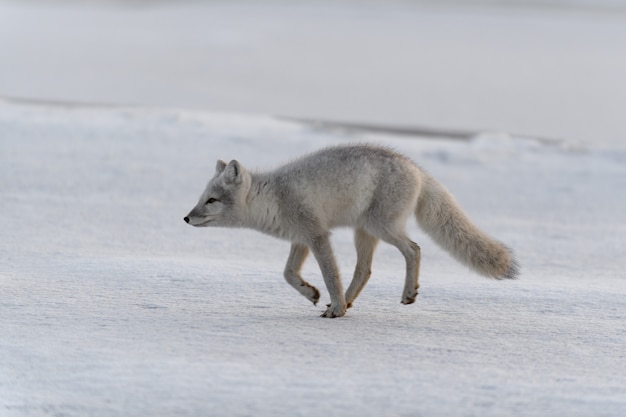 사진 시베리아 툰드라의 겨울철 북극 여우(vulpes lagopus)