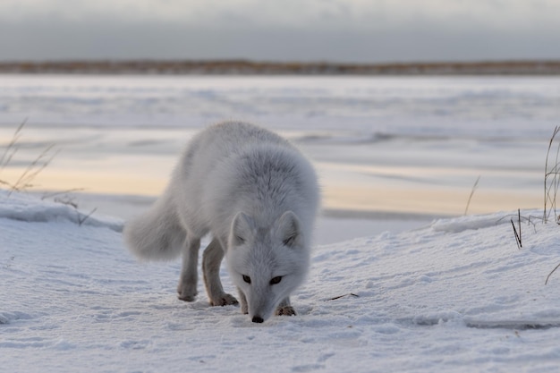 Фото Арктическая лиса vulpes lagopus зимой в сибирской тундре