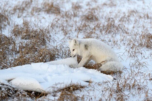 Arctic fox (Vulpes Lagopus) playing with plastic garbage in winter tundra