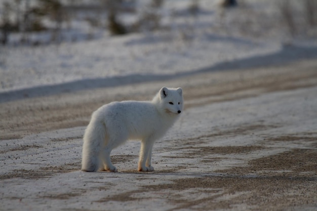 Песец или Vulpes Lagopus стоят на обочине гравийной дороги недалеко от Черчилля, Манитоба, Канада