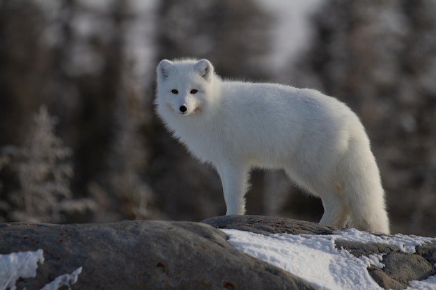 Arctic fox or Vulpes Lagopus in white winter coat with trees in the background looking at the camera