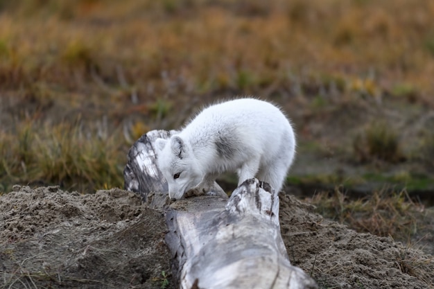 Arctic fox (Vulpes Lagopus) in wild tundra. Arctic fox on the beach.