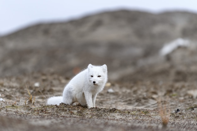 Arctic fox (Vulpes Lagopus) in wild tundra. Arctic fox on the beach.