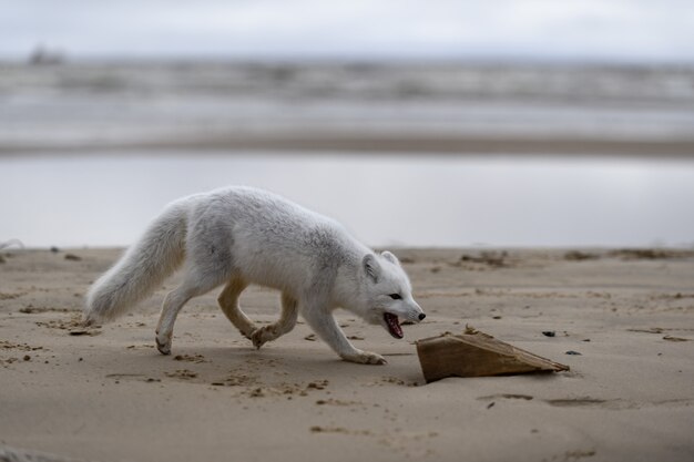 野生のツンドラに生息するホッキョクギツネ（Vulpes Lagopus）。ビーチの北極キツネ。