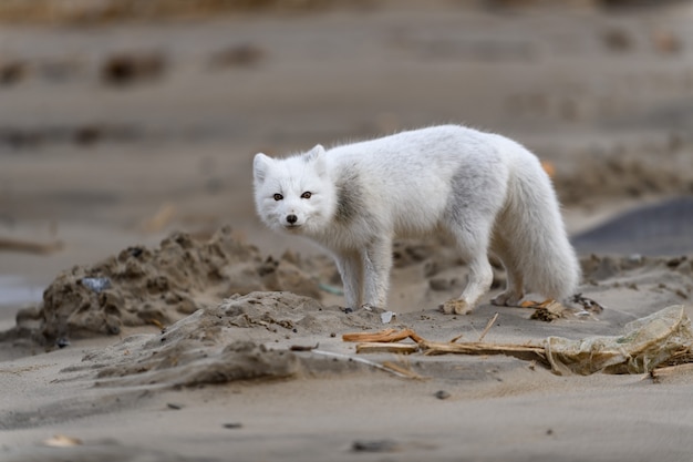 野生のツンドラに生息するホッキョクギツネ（Vulpes Lagopus）。ビーチの北極キツネ。