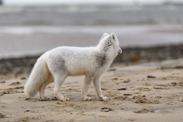 Arctic fox (Vulpes Lagopus) in wild tundra. Arctic fox on the beach.