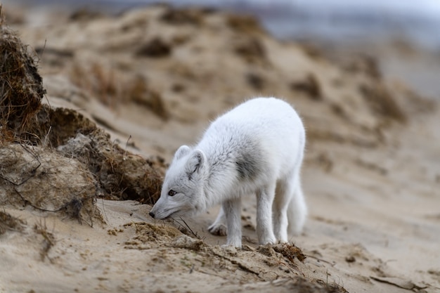 野生のツンドラに生息するホッキョクギツネ（Vulpes Lagopus）。ビーチの北極キツネ。