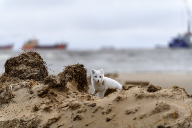 Arctic fox (Vulpes Lagopus) in wild tundra. Arctic fox has hidden.