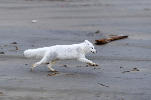 野生のツンドラに生息するホッキョクギツネ（Vulpes Lagopus）。ホッキョクギツネが走っています。