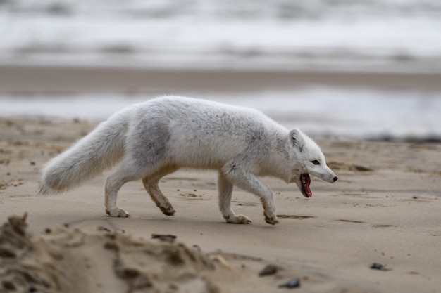 Arctic fox (Vulpes Lagopus) in wild tundra. Arctic fox with open mouth.