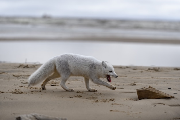 야생 툰드라의 북극 여우 (여우 속 Lagopus). 열린 입으로 북극 여우.