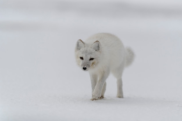 와일드 툰드라의 북극 여우 (Vulpes Lagopus). 해변에서 북극 여우.