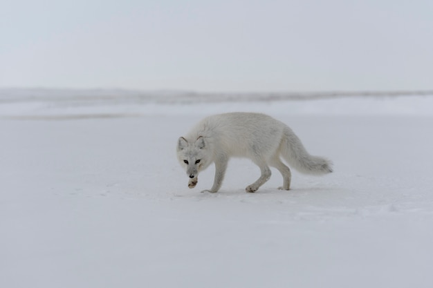 Arctic fox (Vulpes Lagopus) in wilde tundra. Arctic fox on the beach.